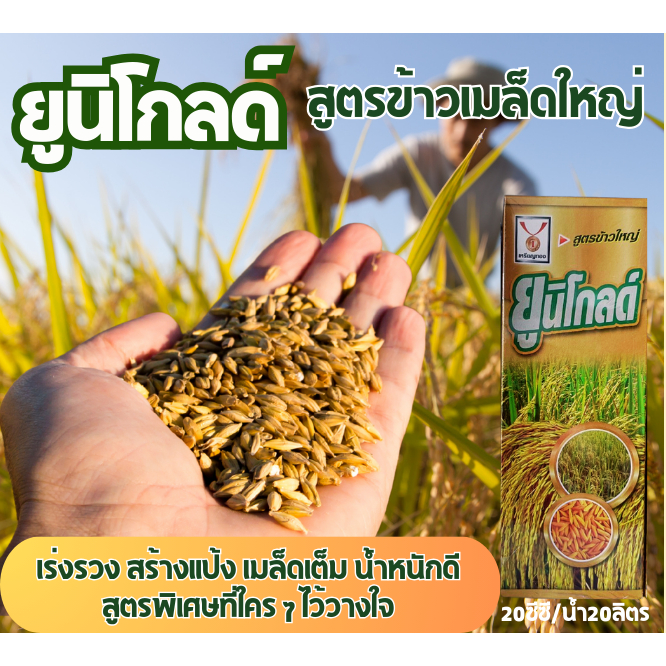ปุ๋ยน้ำ ยูนิโกลด์ เร่งการออกรวงข้าว รวงใหญ่ยาว ติดเมล็ดเต็ม น้ำหนักดี ข้าวไม่ ต้านโรคแมลงได้ ไม่ลีบ