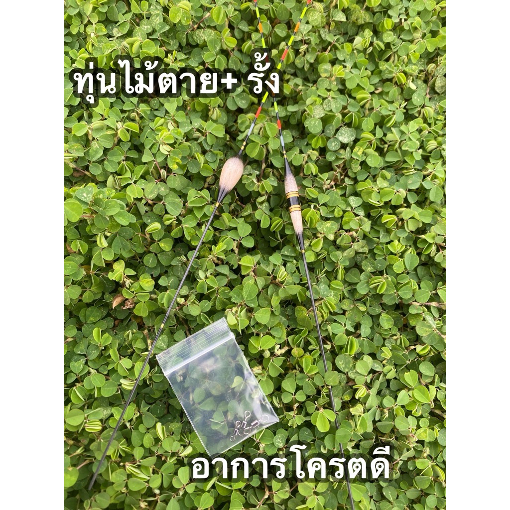 ทุ่นชิงหลิว ไม้ตาย+รั้ง ทุ่นบ่อเหมา หางตัน ทนทาน