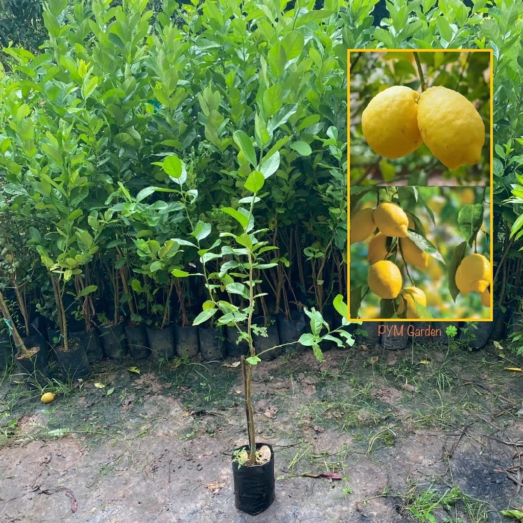 ต้นเลม่อน มะนาวยูเรก้าเลม่อน (Eureka Lemon) กิ่งตอน การันตีให้ผลเร็วภายใน8-10เดือน เลม่อน (รับประกันสินค้า หลังการขาย!!)