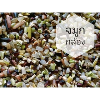 จมูกข้าวกล้องรวม 1 Kg จิ๋วแต่แจ๋ว อุดมไปด้วยสารกาบาที่มีประโยชน์ต่อร่างกาย