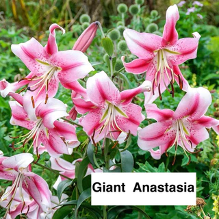 Lily Hybrid ลิลลี่ยักษ์ ขนาดใหญ่ บึ๊กบึ้ม รำไร-แดด