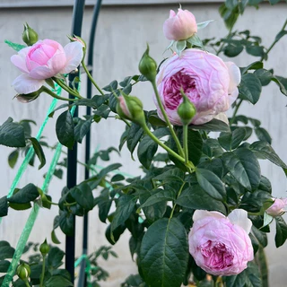 ปุ๋ยอินทรีย์คุณภาพสูง 1300 กรัม เทคโนโลยีการหมักจากประเทศญี่ปุ่น มีธาตุอาหารหลัก รอง เสริม บำรุงกุหลาบ ปรับสภาพดิน