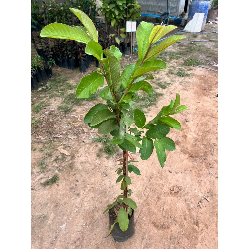 ต้นพันธุ์ฝรั่งเฟิ่นหงมี่ (1ต้น ) กิ่งตอน สูง 50 เซนขึ้น ต้นพร้อมปลูก