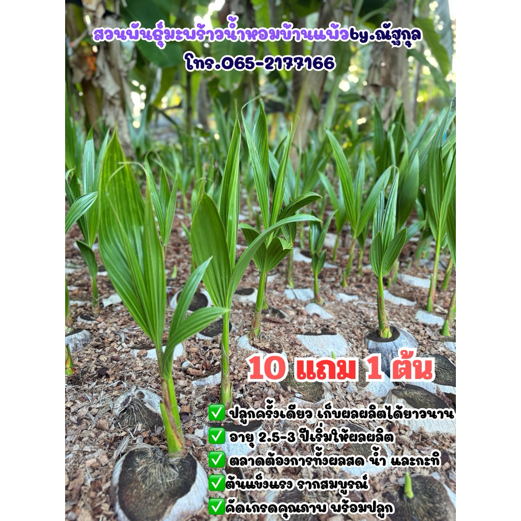 มะพร้าวน้ำหอมบ้านแพ้วต้นเตี้ย ชุด10แถม1ต้น ลูกดก เจ้าของสวนขายเอง