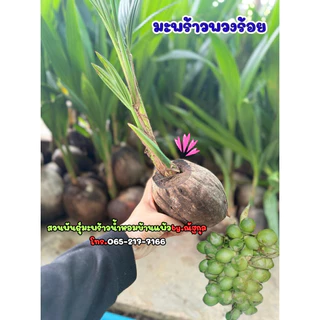 มะพร้าวพวงร้อย ต้นเตี้ยลูกดกที่สุด (เจ้าของสวนขายเอง)