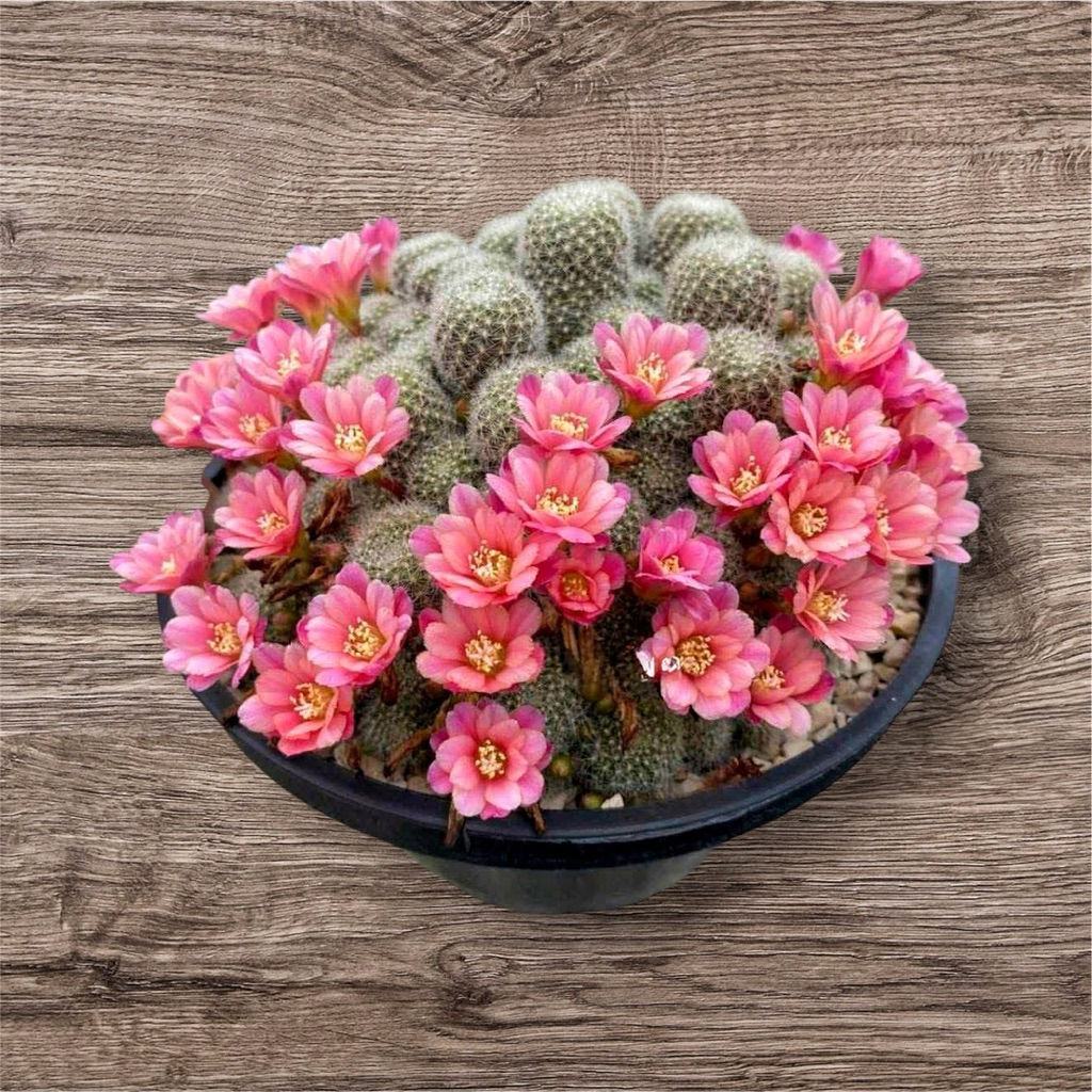 แคคตัสรีบูเทียดอกสีโอรส กระบองเพชรไม่อวบน้ำcactus&succulentดอกสวยถังทองเรนโบบอนไซบอนสีไม้ด่าง