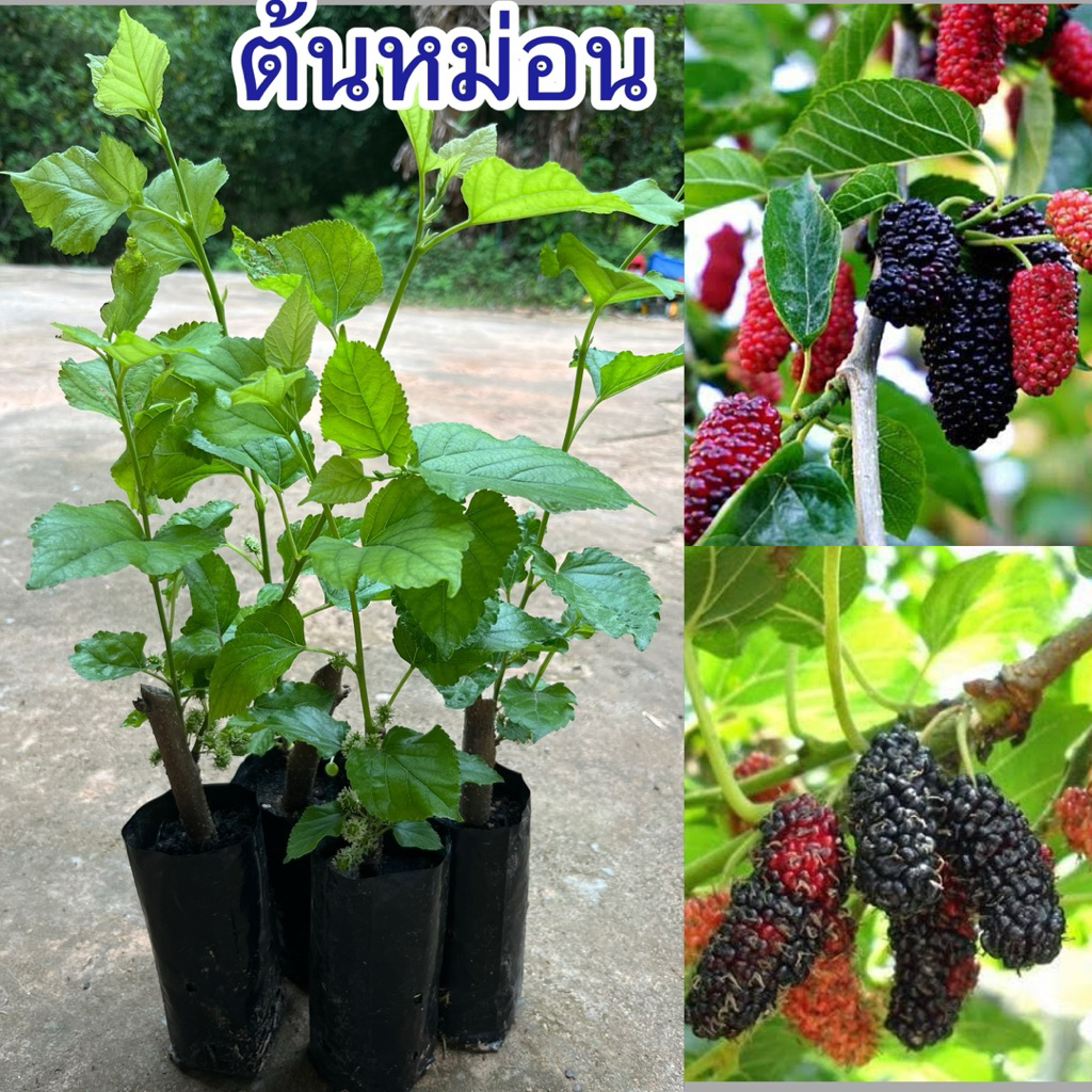 ต้นมัลเบอรี่หรือต้นหม่อน 1ชุด4ต้น80บาท ต้นสวยพร้อมส่งจ้า