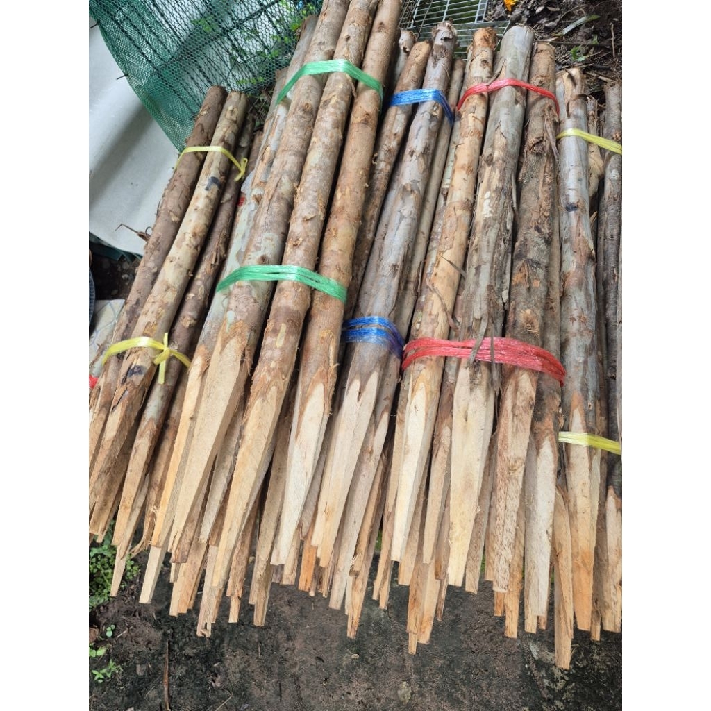 แพ็ค10 ต้น ไม้ยูคาปลายแหลม หน้า1 นิ้ว สูง 1 เมตร ใช้ตอกหลัก ทำรั้ว ทำไม้ค้ำต้นไม้