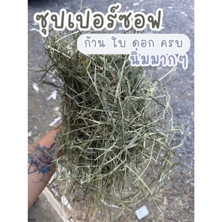 ถุกม๊ากกกกก หญ้าสวยมากค่ะ แนะนำลัคชู‼️ ทิมโมธี เกรดลัคชูรี่ร่อนฝุ่น1กก