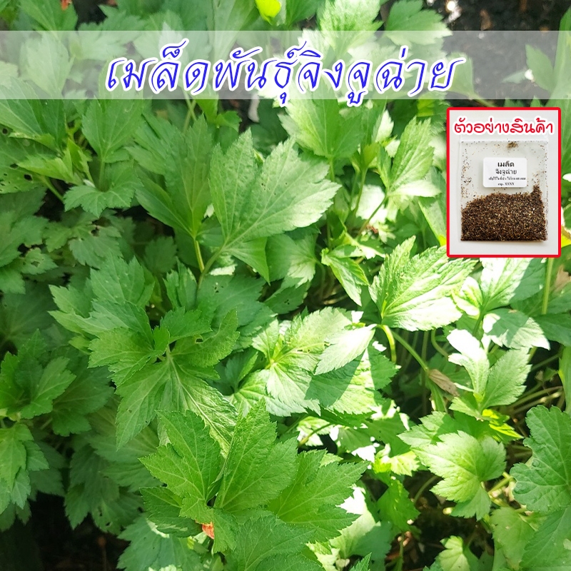 เมล็ดพันธุ์จิงจูฉ่าย 90-200เมล็ด ชอบแดดครึ่งวัน-เต็มวัน รดน้ำสม่ำเสมอ ปลูกง่าย โตไว (10แถม1)