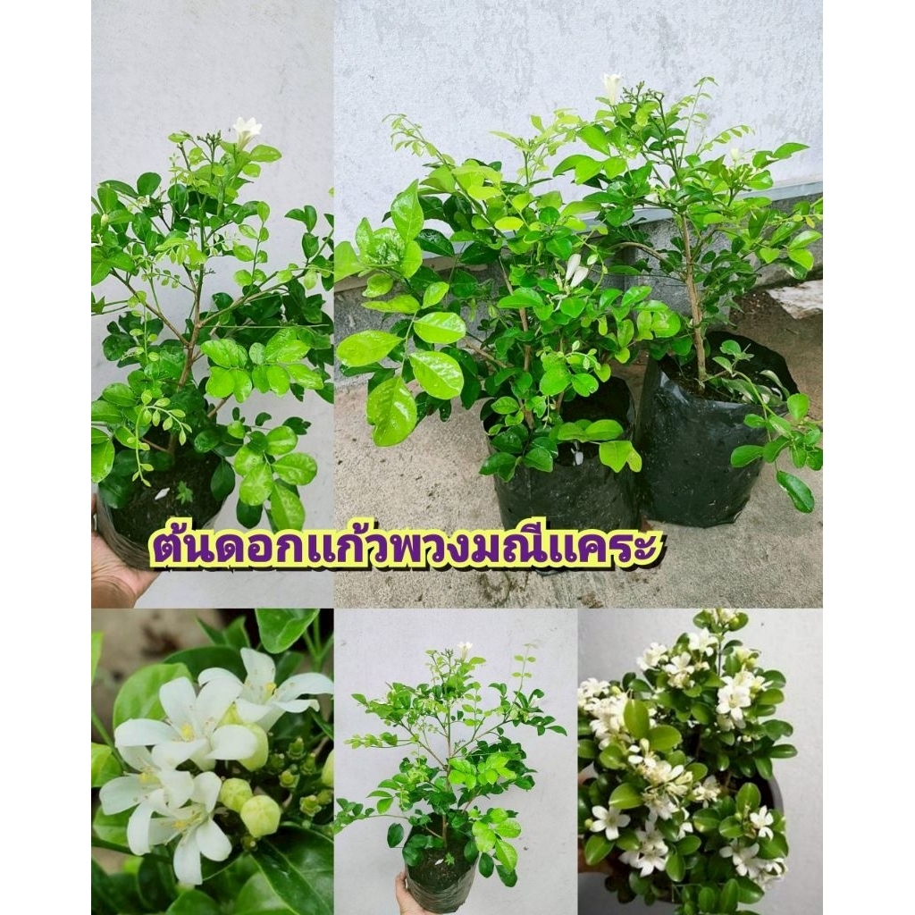 ต้นดอกเเก้วเเคระพวงมณี พร้อมออกดอก สินค้าตรงปก ดอกกลิ่นหอม ออกดอกดก ต้นเเข็งเเรงพร้อมปลูก สินค้าเสียหายยินดีเคลมฟรี