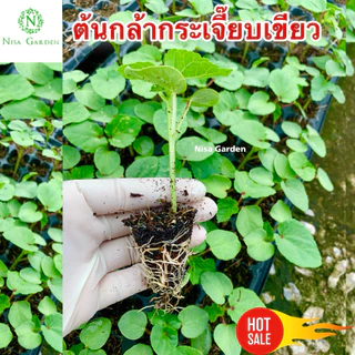 Nisa Garden ต้นกล้ากระเจี๊ยบเขียว ต้นเตี้ย F1 รากเยอะ พร้อมปลูก 🔥(ซื้อ 10 แถมฟรี 2 )🔥
