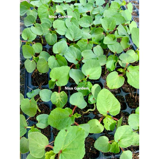 Nisa Garden ต้นกล้ากระเจี๊ยบเขียว ต้นเตี้ย F1 รากเยอะ พร้อมปลูก 🔥(ซื้อ 10 แถมฟรี 2 )🔥