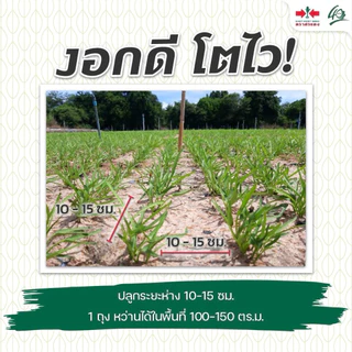 ผักบุ้งจีน เพชรยอดไผ่ 9 ศรแดง 1 กิโลกรัม