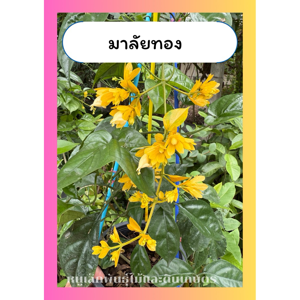 ต้นมาลัยทอง ไม้เลื้อย สีเหลือง ห้อยระย้า สวยงาม กระถาง8นิ้ว