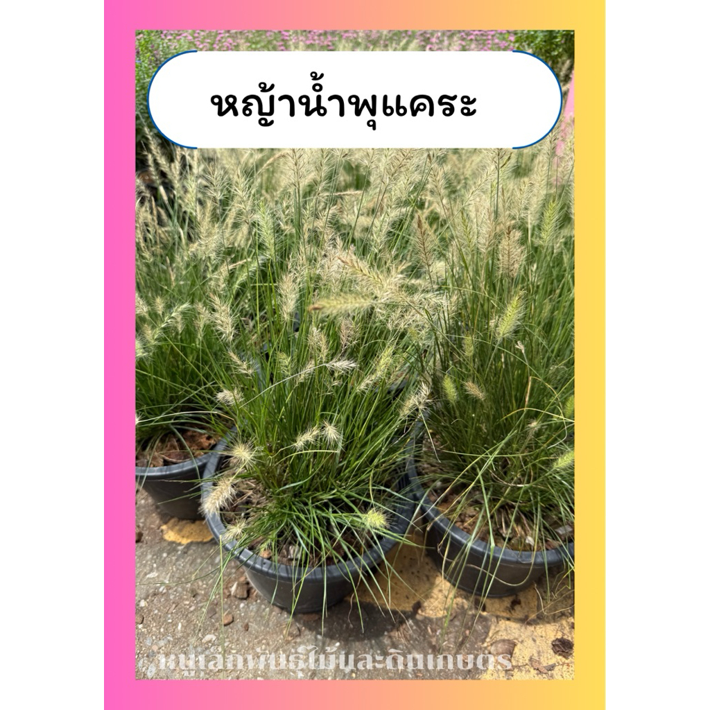 หญ้าน้ำพุแคระ ไม้แแดด จัดสวน หญ้าน้ำพุ กระถาง10นิ้ว