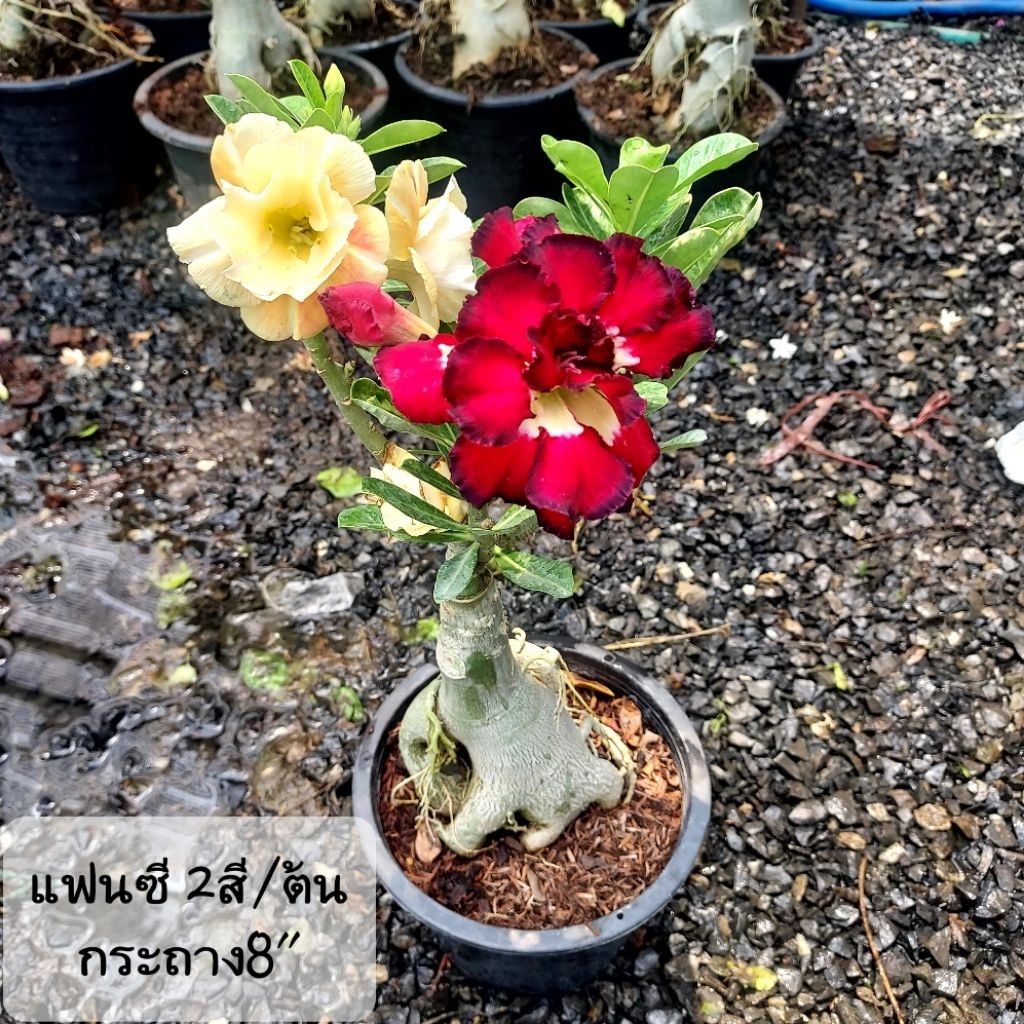 ต้น ชวนชม คัดดอกสวย กระถาง 8"