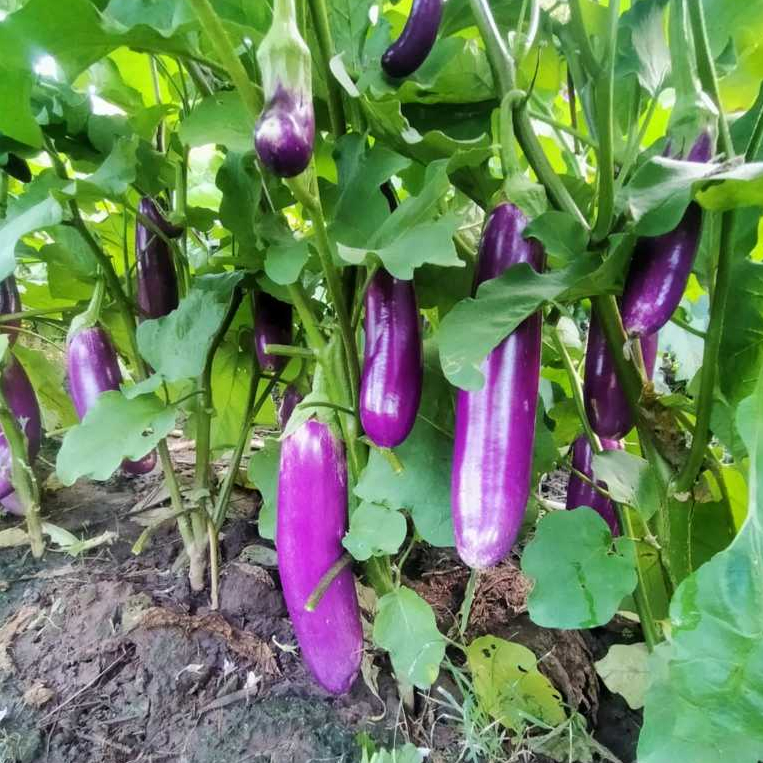 เมล็ดพันธุ์มะเขือยาวม่วง 90-200 เมล็ด ผลยาวตรง สีม่วงเงาสวย เนื้อแน่น กรอบ ปลูกง่าย ทนแดด ทนโรค [10 แถม 1 ค