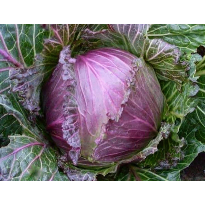 กะหล่ำปลีม่วง เมล็ดพันธุ์คัดมือ 20 เมล็ด เมล็ดพันธุ์คุณภาพดี อัตรางอกสูง โตไว Purple cabbage [10 แถม 1 คละได้] - รูปที่ 6