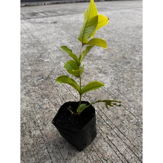 ต้นชมพู่พลาสติก หรือ ชมพู่แก้ว เป็นไม้ยืนต้นขนาดกลาง Patsorntree