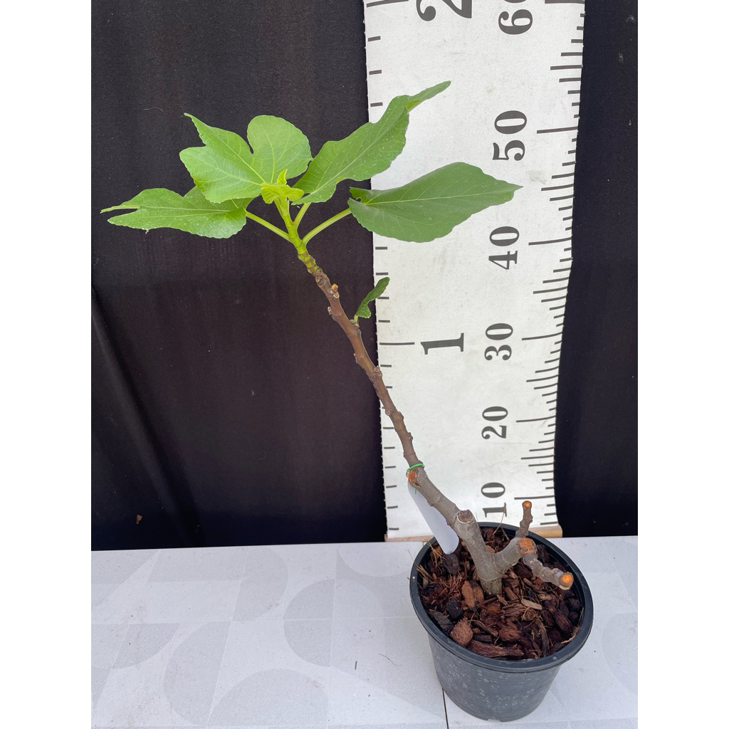 มะเดื่อฝรั่ง Fig พันธุ์  (I258) Italian 258 ต้นใหญ่