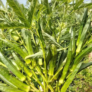 เมล็ดพันธุ์ กระเจี๊ยบเขียว 40-100 เมล็ด ผลสีเขียว ฝักตรง เนื…