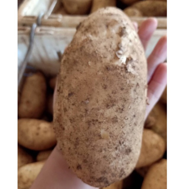 มันฝรั่ง🥔 2โลรวมกล่อง99บาท รวมไซส์
