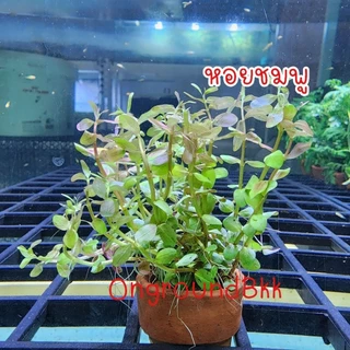 🌿พร้อมส่ง ต้นไม้น้ำ สาหร่ายหางกระรอก สาหร่ายพุงชะโด สาหร่ายเดนซ่า ดาวกระจาย อเมซอน ผักชี พร้อมกระถาง ไม้น้ำ ต้นไม้ตู้ปลา