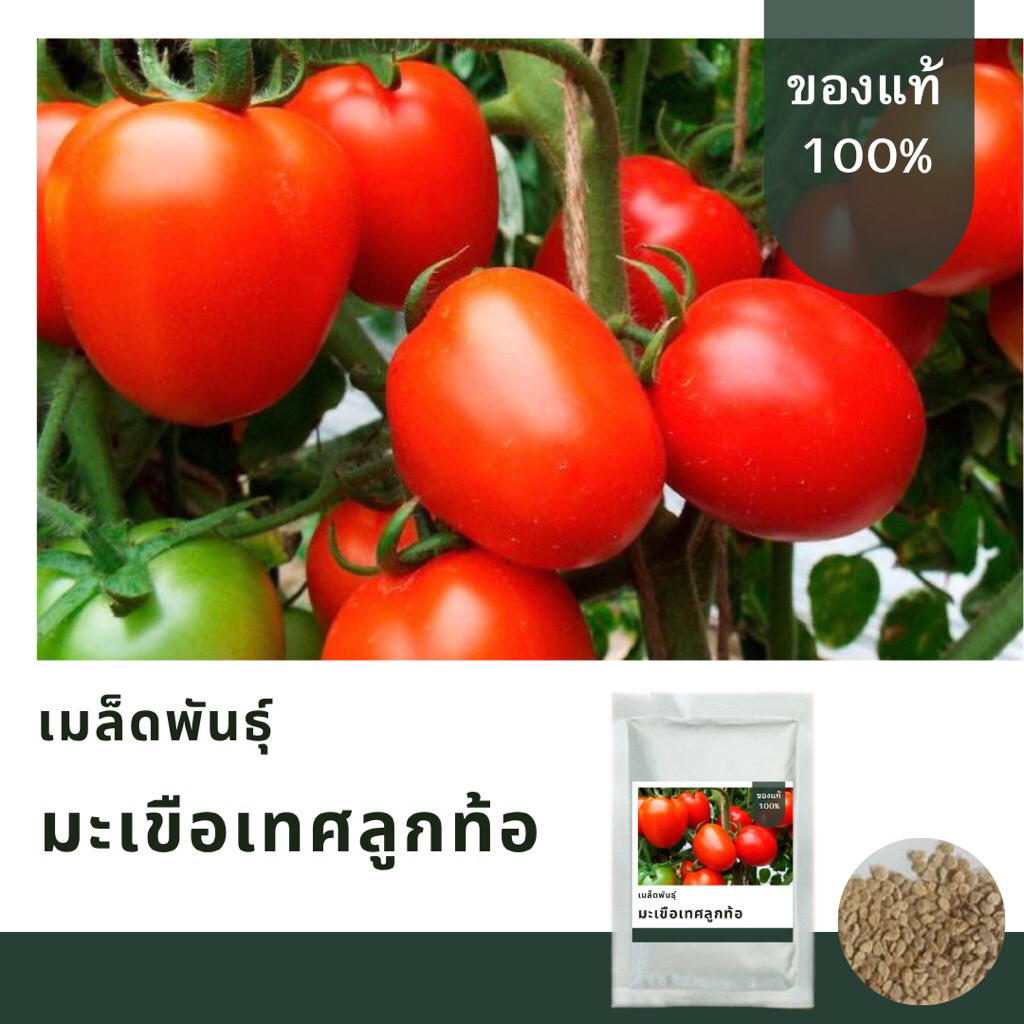 เมล็ดพันธุ์มะเขือเทศลูกท้อ บรรจุ 150 เมล็ดมาตรฐานงอกดี