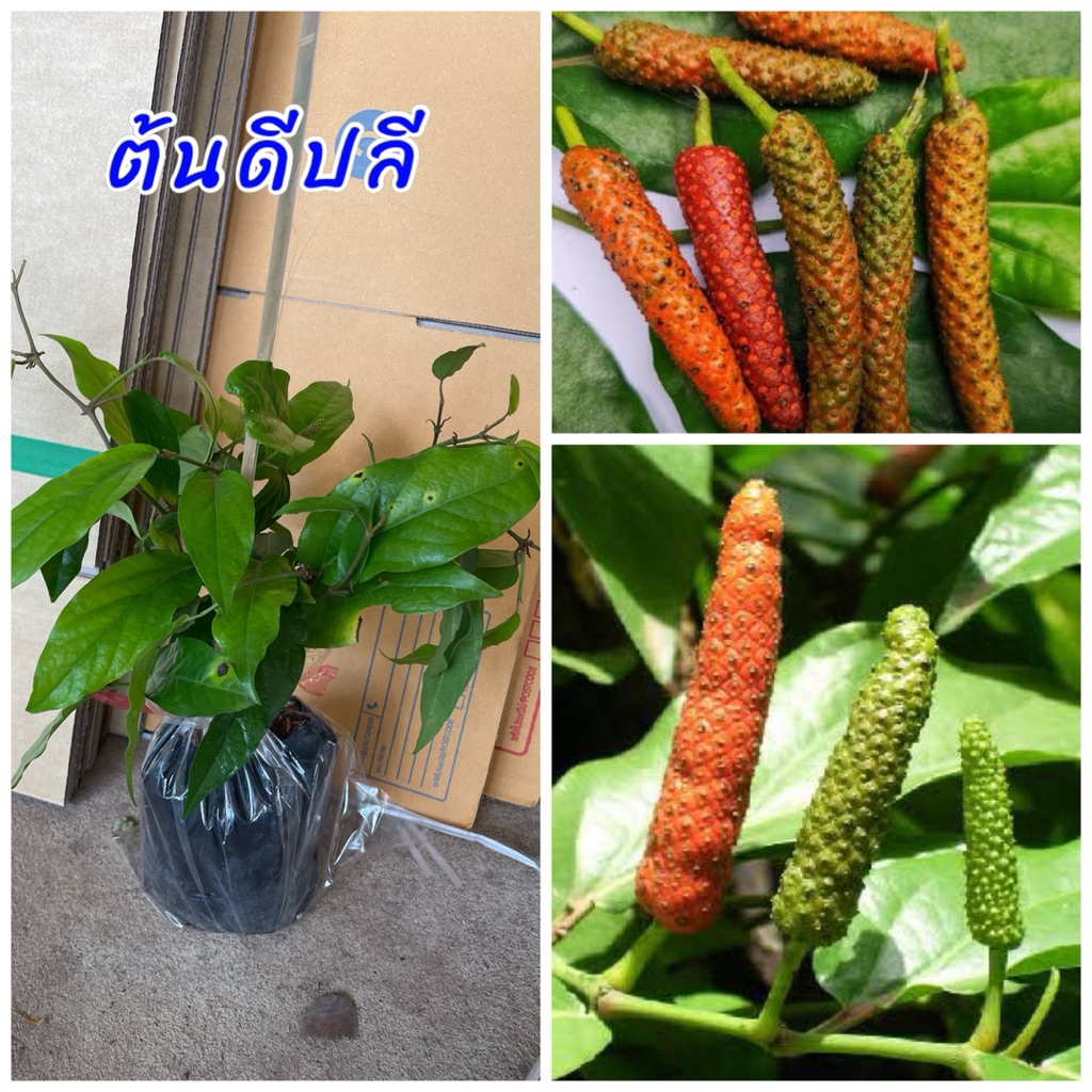 ต้นดีปลี หรือ ซาลีปลี เป็นสมุนไพรมีรสชาติ￼เผ็ดร้อนตำใส่ส้มตำอร่อยอร่อยมาก