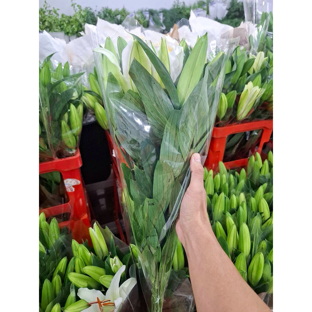 ดอกไม้สด พร้อมส่ง ราคาถูก ลิลลี่ช่อ ลิลลี่เดี่ยว  สีขาว ชมพู เหลือง กลิ่นหอมอ่อน เหมาะเป็นของขวัญ - รูปที่ 7