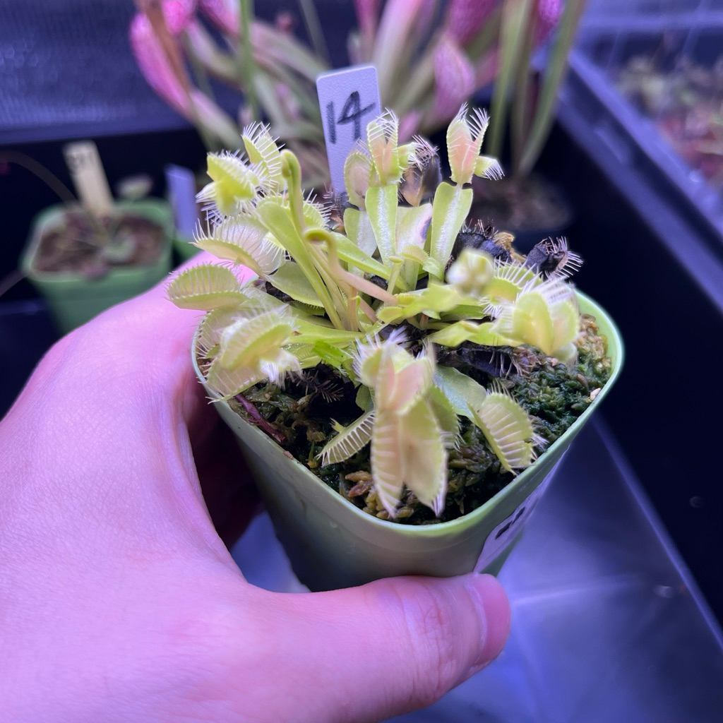 🔥New รวม!! กาบหอยแครงกลายพันธุ์ หายาก (Venus Flytrap)