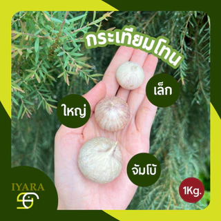 กระเทียมโทน กระเทียมโทนสด 1กิโลกรัม