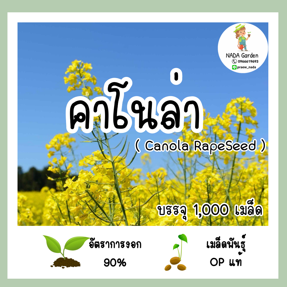 เมล็ดพันธุ์ ดอกคาโนล่า 1,000เมล็ด อัตราการงอกสูง ปลูกง่าย