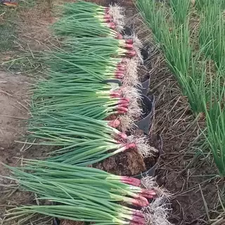 เมล็ดพันธุ์ ต้นหอม หอมแบ่ง 40-100 เมล็ด ปลูกได้ทั้งแปลง กระถาง หรือภาชนะเล็ก ปลูกง่าย ทนแดด [10 แถม 1 คละได้]