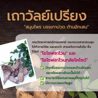 ยาบรรเทาอาการปวดเมื่อยตามร่างกาย เถาวัลย์เปรียง แก้ปวดข้อ เข่า ข้อเสื่อม ขาวละออ 42 เม็ด ของแท้ 100%