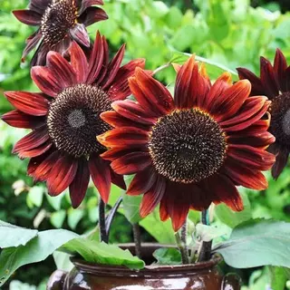 50เมล็ด เมล็ดพันธุ์ ทานตะวันสีแดง ทานตะวัน Velvet Queen Sunflower Seed คุณภาพดี ราคาถูก ของแท้