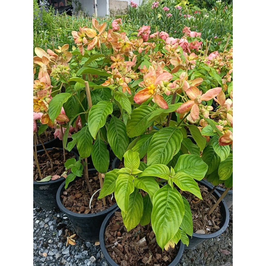ดอนญ่าส้มทอง MUSSAENDA "ORANGE YELLOW" กระถาง 11 นิ้ว (กทม)