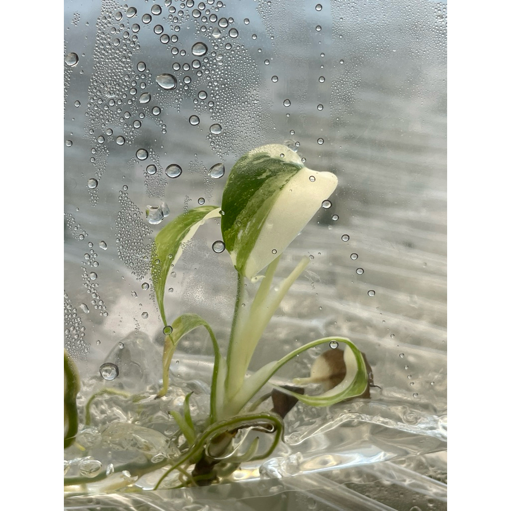 Monstera Albo Var. มอนอัลโบด่าง