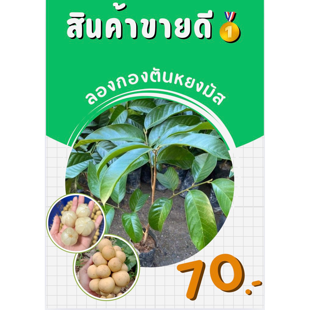 ต้นลองกองตันหยงมัสแท้100% ❌สินค้าเสียหายระหว่างขนส่งเคลมให้ใหม่ฟรี❌