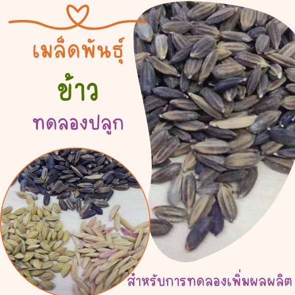 เมล็ดพันธุ์ข้าว ข้าวหอมมะลิ 105 ข้าวเหนียวดำ ข้าวญี่ปุ่น เพื่อการทดลองปลูก เพื่อการขยายพันธุ์