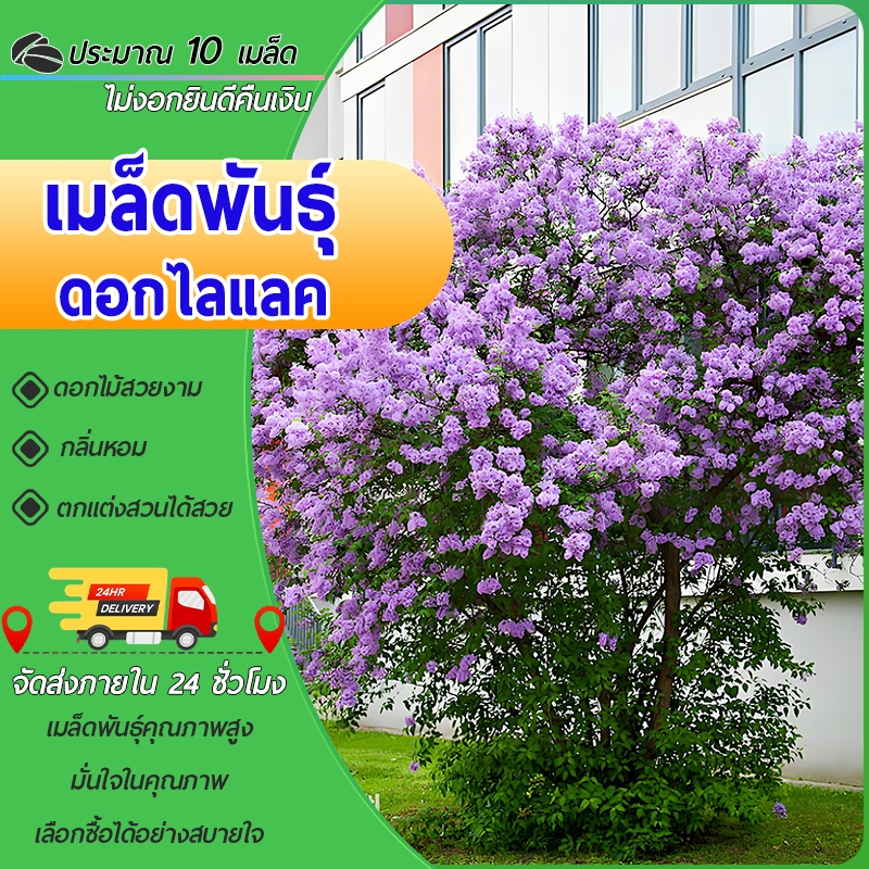 10 เมล็ดเมล็ดพันธุ์ดอกไลแลค เมล็ดไลแลค ดอกไลแลค ปลูกง่าย Lilac Seeds  ดอกไม้หอม เมล็ดดอกไม้