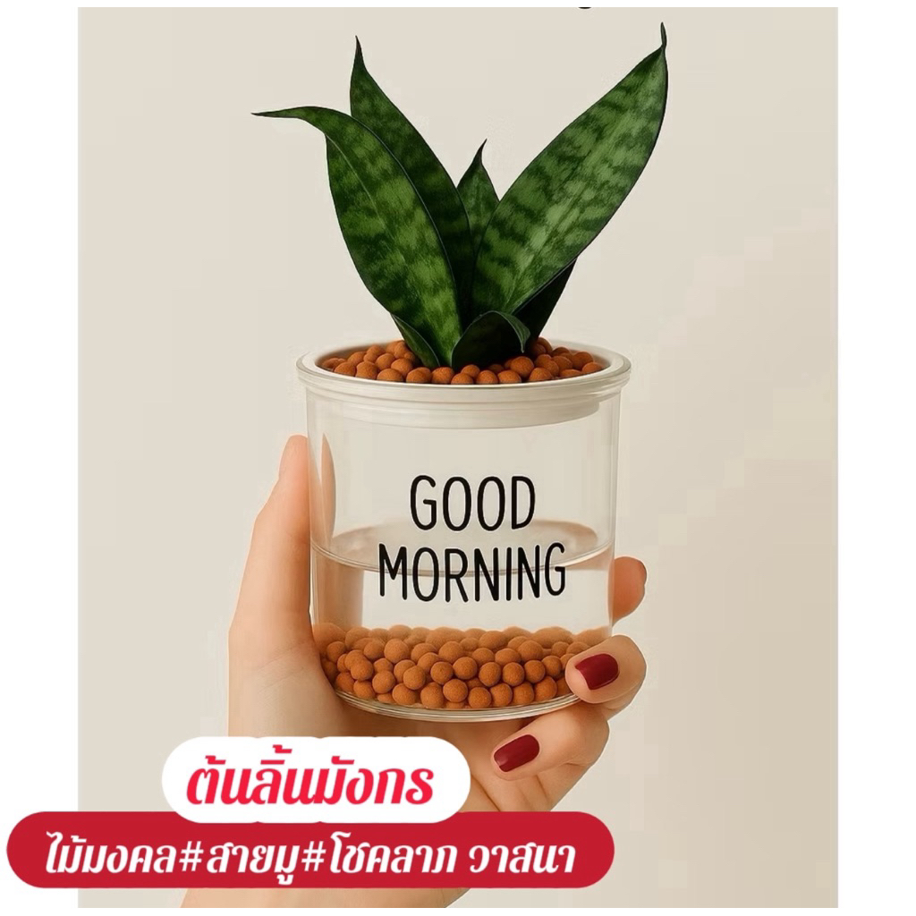 ต้นลิ้นมังกร + กระถางรดน้ำอัตโนมัติ+หินpoper #ไม้มงคล#เสริมดวง