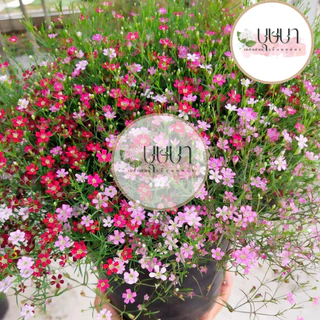 เมล็ดจิปโซฟิลล่าคละสี 9 บาท 50เมล็ด