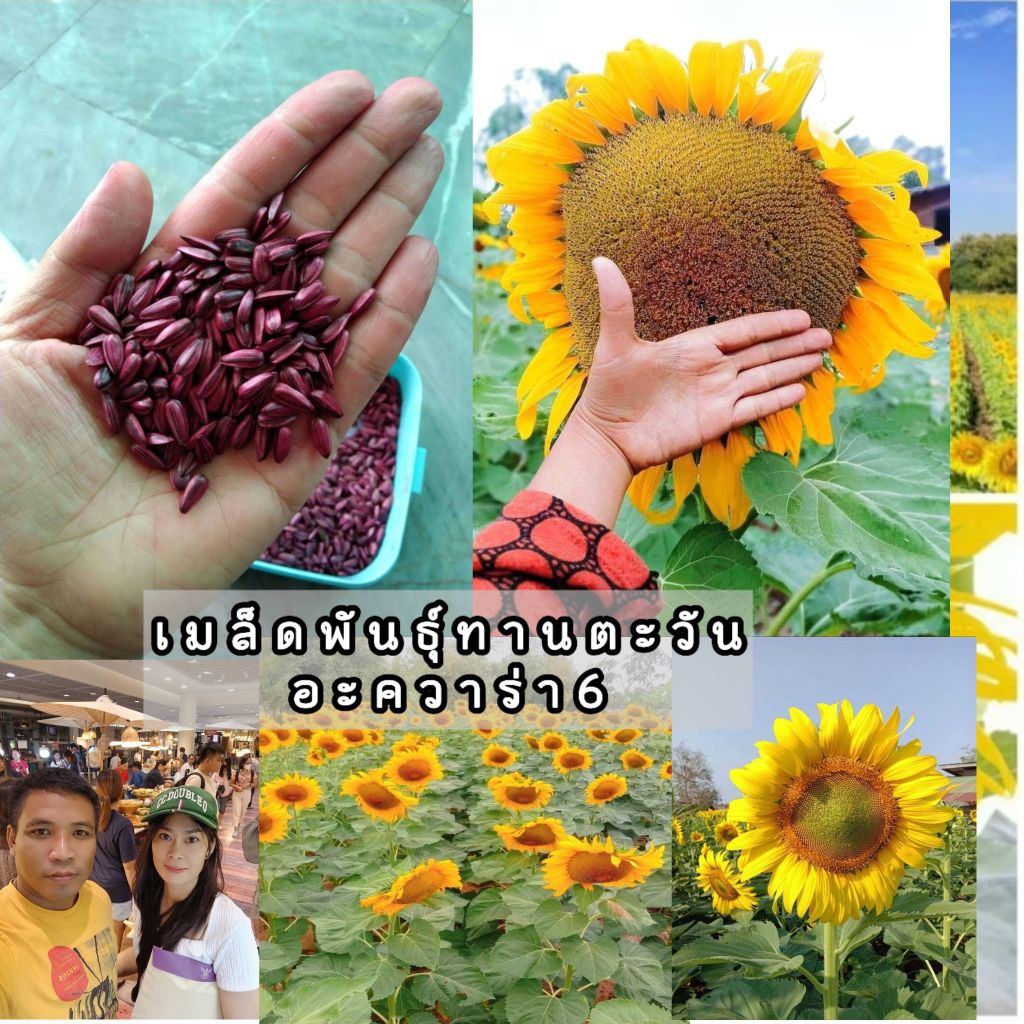 เมล็ดพันธุ์ทานตะวัน (100 เมล็ด)ดอกใหญ่