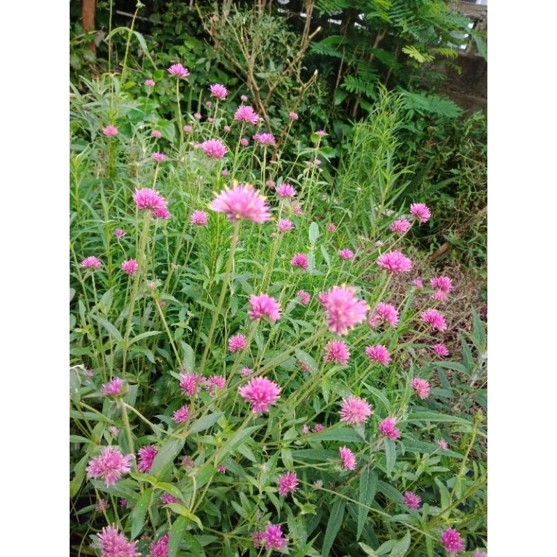เมล็ดบานไม่รู้โรยญี่ปุ่น Firework Flower สีชมพูเข้ม ราคา ถูกที่สุด ดีลบีเคเค แกลเลอรีภาพที่ 6