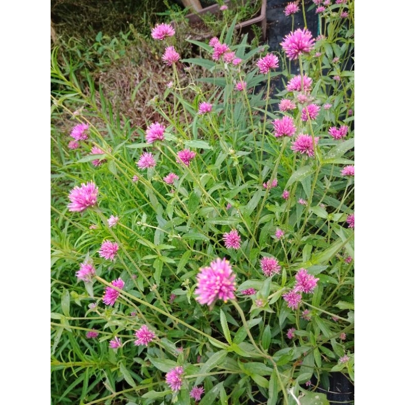 เมล็ดบานไม่รู้โรยญี่ปุ่น Firework Flower สีชมพูเข้ม ราคา ถูกที่สุด ดีลบีเคเค แกลเลอรีภาพที่ 7