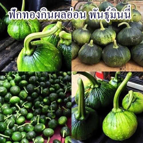 12 เมล็ด เมล็ดฟักทองกินผลอ่อน พันธุ์มินนี่ (ปลูกง่าย อัตรางอก 75% เป็นฟักทองที่กินผลอ่อนได้ รสชาติกรอบและรสชาติหวาน)