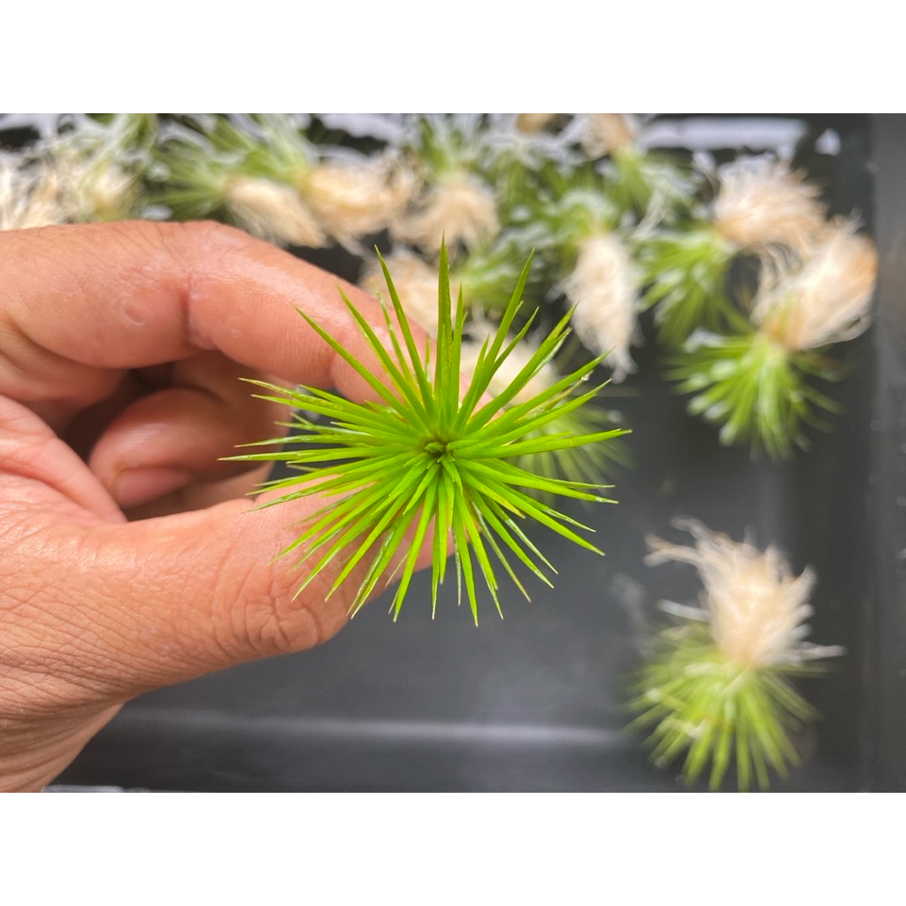 ต้นไม้น้ำ กระดุมเงิน(Eriocaulon cinereum)