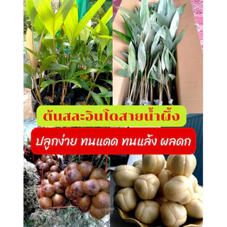 🌴ต้นสละอินโดสายน้ำผึ้ง 🌴ต้นสวย​ 50-80ซม. พร้อมปลูก